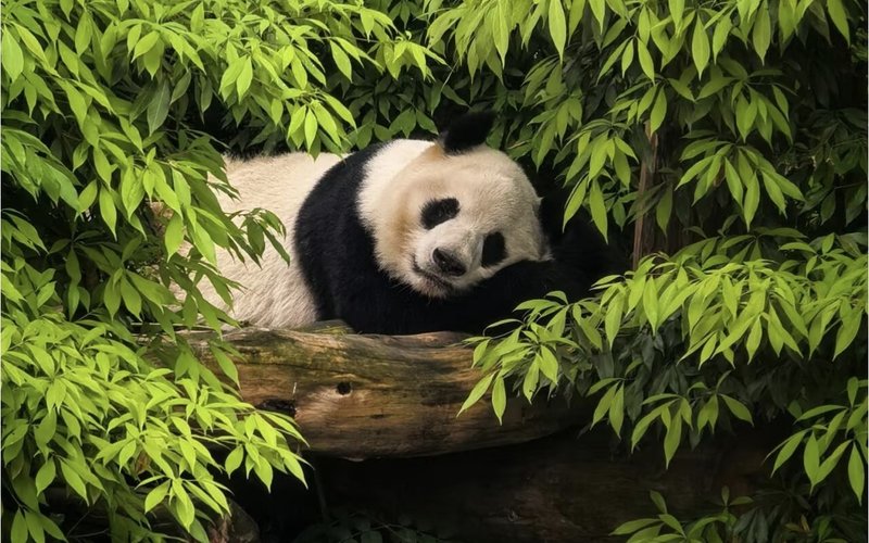Dujiangyan (都江堰)