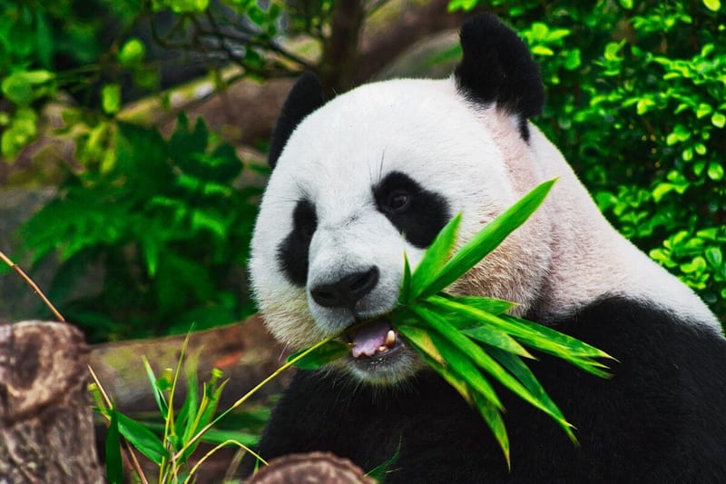 Chengdu travel guide